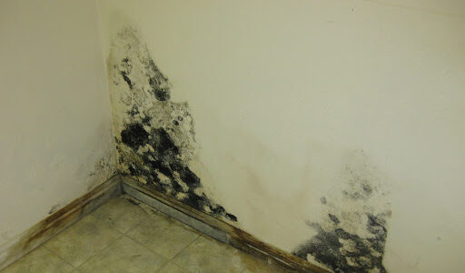 Mold Inspection Mold Inspection