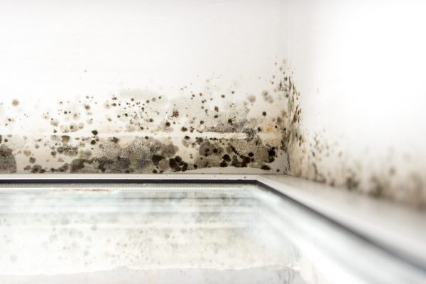 Mold6 Mold6